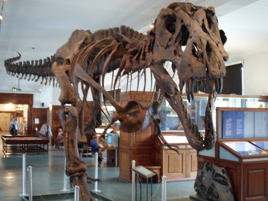 Naturhistoriska museet